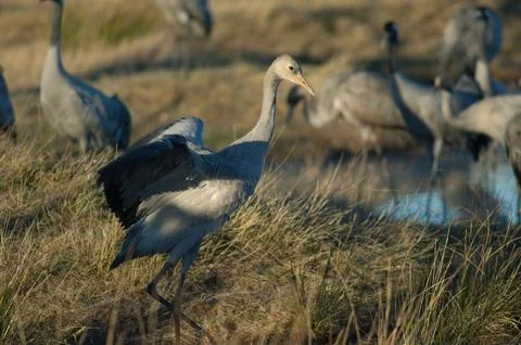 Juvenile common crane. Foto stock