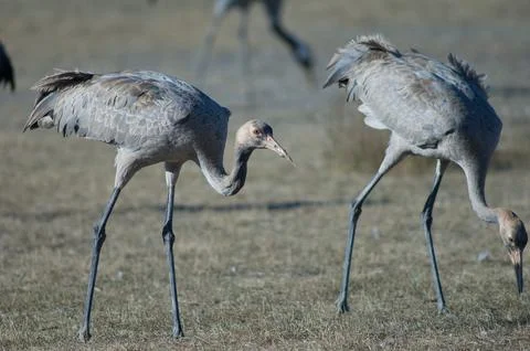 Juvenile common cranes. Stock Photos