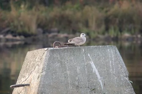 Juvenile Common Gull Stock Photos