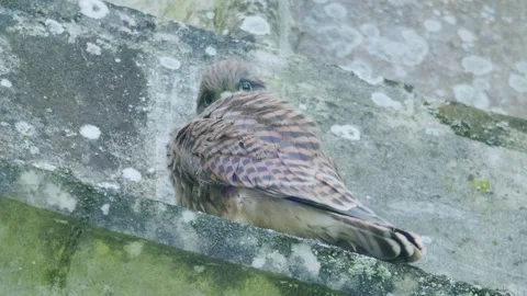 Juvenile Common Kestrel Bathing on Mossy Church Ledge England 動画素材 331128113