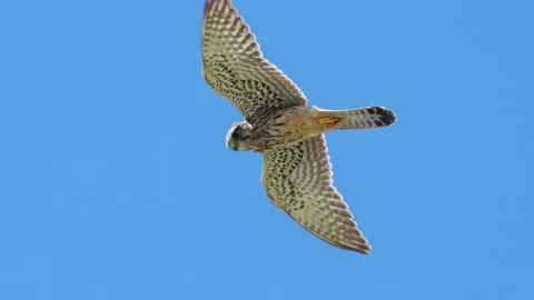 A juvenile common kestrel hovering (slow motion) Stock Footage 346228091
