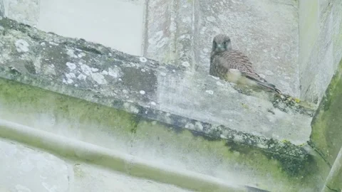 Juvenile Common Kestrel Looking Around on Church Roof England Stock Footage 331121640