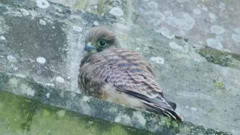 Juvenile Common Kestrel Looking Toward Camera on Church Roof England Video stock 331121358