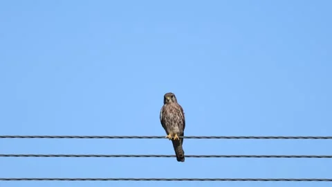 Juvenile Common Kestrel Perched on Electric Wire, Limassol, Cyprus Stock-Footage 333589985