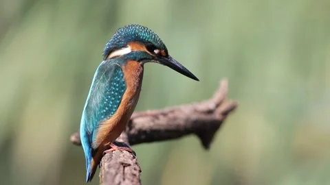 Juvenile Common Kingfisher looking down from branch, Alcedo atthis Stock Footage 336185608