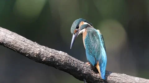 Juvenile Common Kingfisher looking down and turning head to camera Stock Footage 336185674