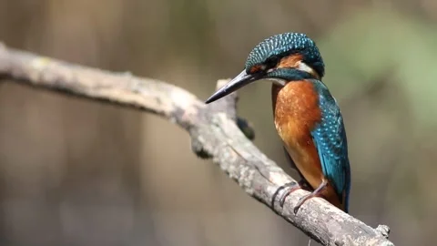 Juvenile common kingfisher looking down and lifting head on a branch close up Stock Footage 336236780