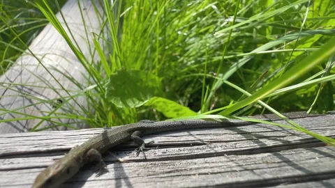Juvenile Common lizard Stock Footage 343087789