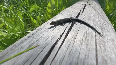 Juvenile Common lizard Stock Footage 343089599