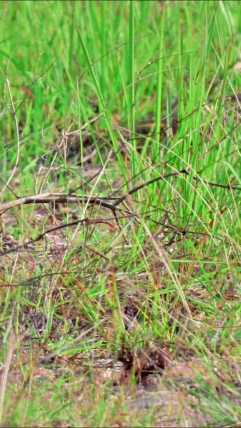 Juvenile Common Pheasant Foraging in Grass Stock-Footage 342722399