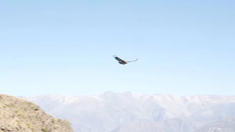 Juvenile condor taking his flight in andean moutains Stock Footage