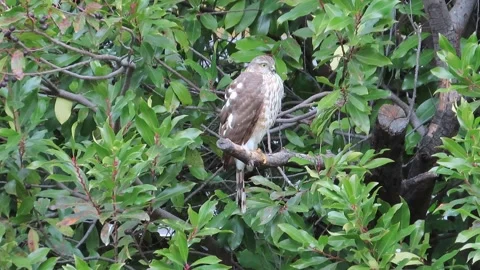 A juvenile Cooper's Hawk in a Cherry Laurel Tree, surveying the surroundings Stock Footage 325447931