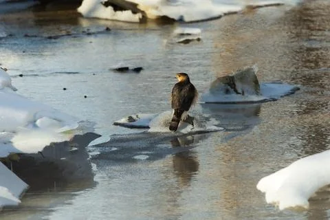 Juvenile Cooper’s hawk perched on ice patch Stock Photos
