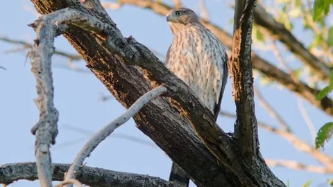 Juvenile cooper's hawk Perched in tree Stock Footage 69215271