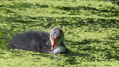 Juvenile Coot at Daisy Nook Vídeos de archivo 133795100