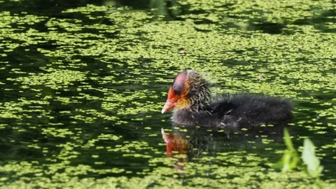 Juvenile Coot at Daisy Nook Vídeos de archivo 133795245