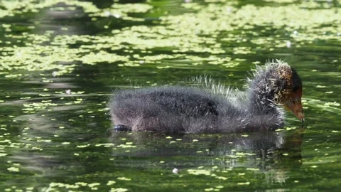 Juvenile Coot at Daisy Nook Vídeos de archivo 133795253