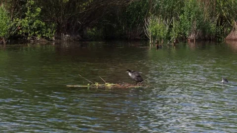 Juvenile Coot on a nest Vídeos de archivo 132599184