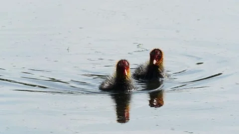 Juvenile Coots swimming Vídeos de archivo 132734591
