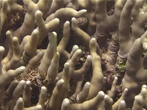 Juvenile Coral rabbitfish swimming on hard coral microhabitat, Siganus Stock Footage