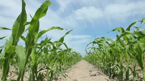 Juvenile Corn Stock-Footage 11240672