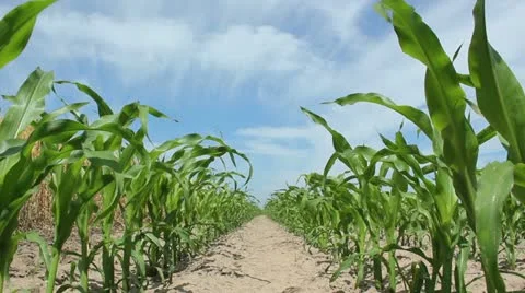 Juvenile Corn Stock Footage 11240679