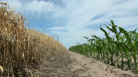 Juvenile Corn Stock Footage 11343860