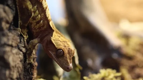 Juvenile Crested Gecko hanging Head down on a Tree Bark close-up Stock Footage 271576901