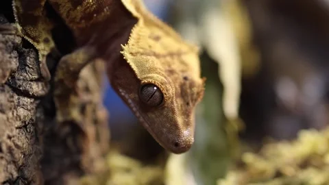 Juvenile Crested Gecko hanging Head down on a Tree Bark close-up Stock Footage 271576902