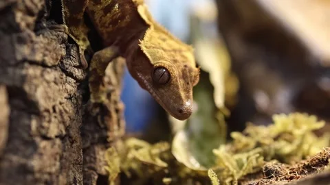 Juvenile Crested Gecko hanging Head down on a Tree Bark close-up Stock Footage 271576903