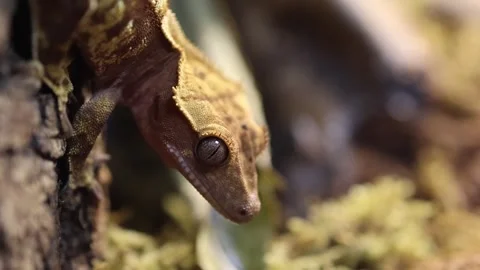 Juvenile Crested Gecko hanging Head down on a Tree Bark close-up Stock Footage 271576937