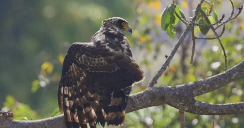 Juvenile Crested Serpent Eagle Cleaning up morning routine Stockbeeldmateriaal 339662778