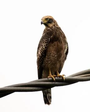 Juvenile Crested serpent eagle perched on electrical cables Stock Photos
