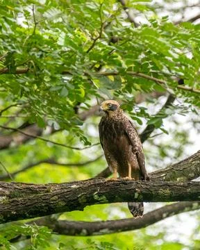 Juvenile crested serpent eagle perched on a tree branch Stock Photos