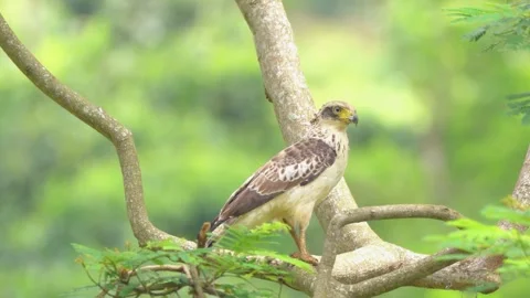 Juvenile Crested Serpent Eagle (Spilornis Cheela) Stock Footage 281147666