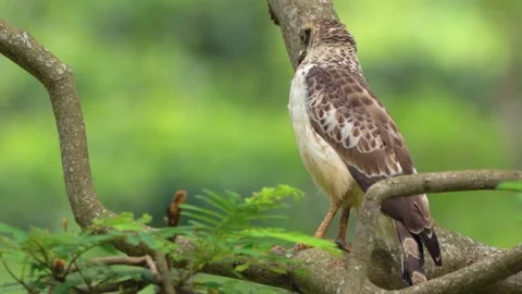 Juvenile Crested Serpent Eagle (Spilornis Cheela) Stock Footage 281147990