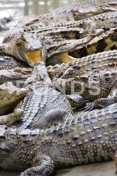 Juvenile crocodile with gaping jaws Stock Photos