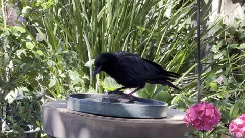 Juvenile crow eats a large piece of chicken Stock Footage 315725304