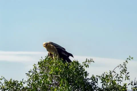 Juvenile Crowned Eagle perched on a tree Stock Photos