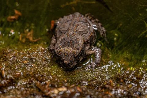 Juvenile Cururu Toad Stock Photos