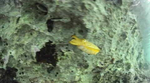 Juvenile Cuttlefish Stock-Footage 49832511