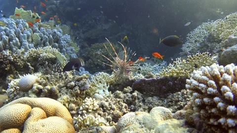 Juvenile devil firefish (Pterois miles) near coral reef. Common lionfish Stock Footage 302665174