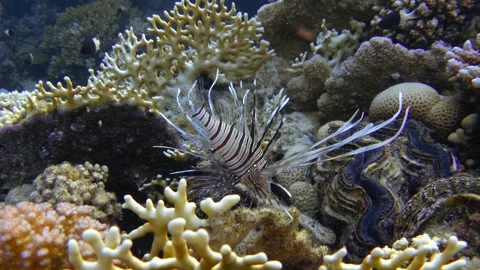 Juvenile devil firefish (Pterois miles) near coral reef. Common lionfish Stock Footage 302668300