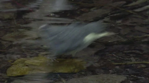 Juvenile dipper in the water Stock Footage 321000914