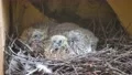 Juvenile dove babies sitting close up in nest at building wall 4k or 4k+ Resolution
