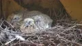 Juvenile dove babies sitting close up in nest at building wall 4k or 4k+ Resolution