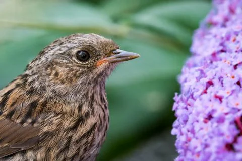 Juvenile dunnock close-up Stock Photos