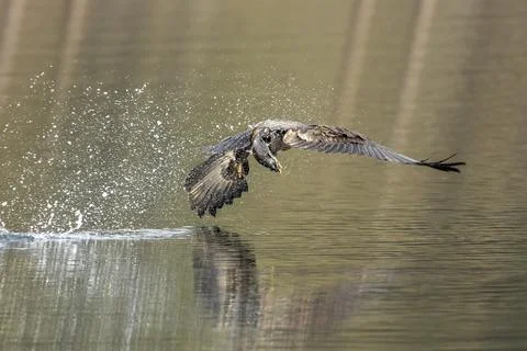 Juvenile eagle catches fish. Stock Photos