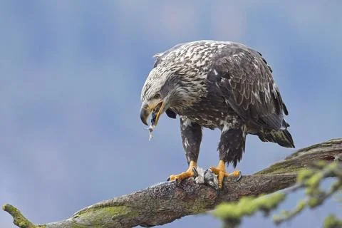 Juvenile eagle eats pieces of a fish. Stock Photos