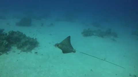 Juvenile eagle ray over a sandy coral garden Video stock 41869351